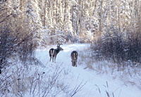 Alberta Outdoorsmen - Outdoor Pursuits