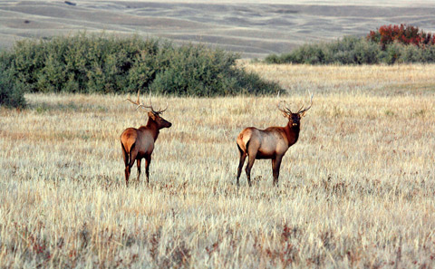 Alberta Outdoorsmen - Outdoor Pursuits